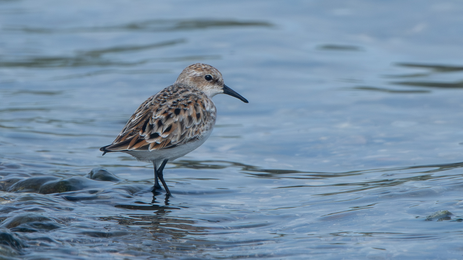 Little Stint — Ana fotoğraf